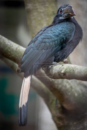 Die Menagerie, der Zoo des Pflanzengartens. Blick auf ein Vogelvogelpärchen in einem Vogelkäfig