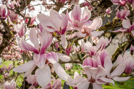 Nature en fleurs au printemps. Vue d'un magnolia rose en fleurs dans un jardin le long de la rue