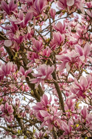 Nature in bloom in spring season. View of a Pink magnolia in bloom in a garden along the street