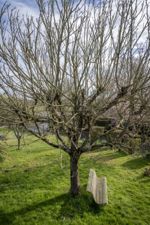 Top View of a leafless walnut tree and a bench in a green garden in the Normandy countryside