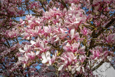 Nature in bloom in spring season. View of a Pink magnolia in bloom in a garden along the street