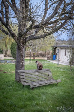 View of a brown Siamese cat sitting on a bench, under a leafless walnut tree in a green garden in the Normandy countryside