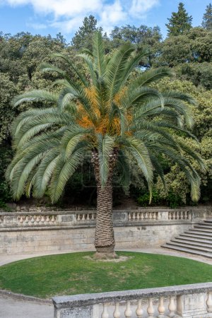 Die Gärten des Brunnens. Blick auf eine riesige Palme im Park