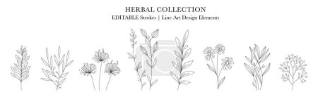 Illustration for Herbal Collection. Editable line art monochrome Design. Set of linear floral designs, medicine flowers and plants. Vector illustration - Royalty Free Image