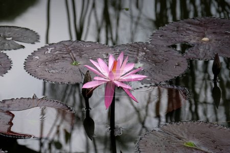 Foto de Lirio rosa, loto en la piscina natural tranquila, contemplación flor budha - Imagen libre de derechos