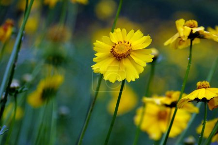Foto de Flor de margarita amarilla, flor romántica, flor divertida y feliz con fondo borroso - Imagen libre de derechos