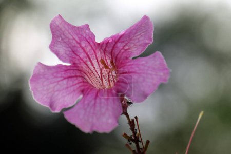 Foto de Trébol de flor rosa, San Valentín, fondo borroso - Imagen libre de derechos