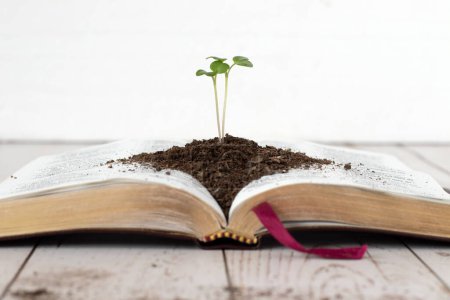 Mustard seed plant growing in soil on top of open holy bible book. Copy space, selective focus. Christian spiritual growth, faith parable, trust in God Jesus Christ. Biblical concept.