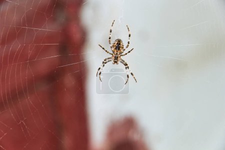 Foto de Spider Araneus diadematus. Telaraña Araneus diadematus. - Imagen libre de derechos
