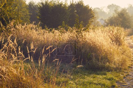 Goldene Stunde Gelassenheit: Ein üppiges Feld aus wilden Gräsern, gebadet im warmen, ätherischen Schein des Sonnenaufgangs, mit Tau an jeder Klinge, der Ruhe und Besinnung inmitten unberührter Schönheit der Natur einlädt.
