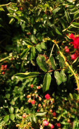 Lebendige Garten-Nahaufnahme: Saftig grüne Blätter mit roten floralen Akzenten im weichen Fokus-Hintergrund - perfekte Naturaufnahme für die Archivfotografie
