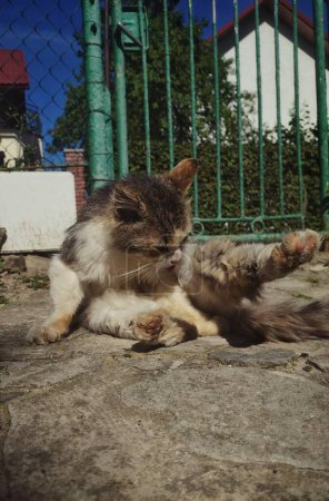 Adorable gato captura corazones - imagen perfecta para los amantes de los animales
