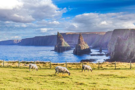 Téléchargez les photos : The Stacks of Duncansby avec trois moutons au premier plan, John OGroats, Écosse, Royaume-Uni. - en image libre de droit