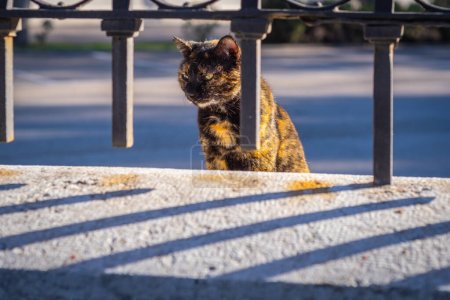 Foto de Lindo gato callejero marrón mirando a través de la rejilla en las calles de Málaga. - Imagen libre de derechos