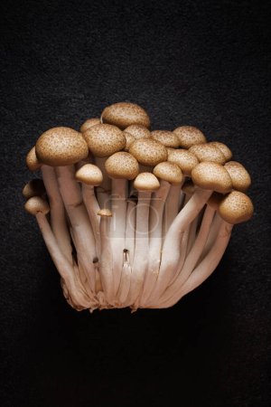 Photo for Shimeji mushrooms on a black background - Royalty Free Image