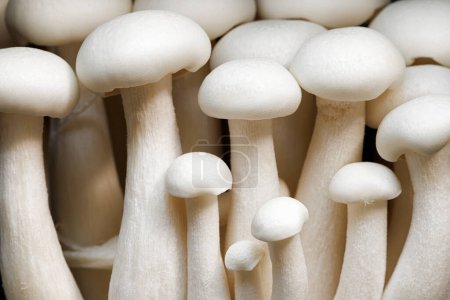 Photo for Close view of white shimeji mushrooms - Royalty Free Image