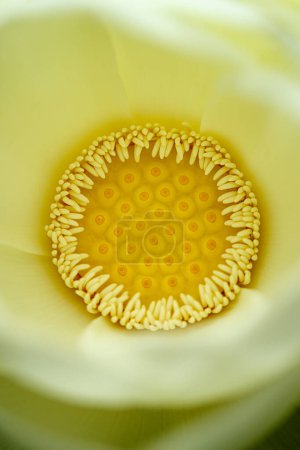 Téléchargez les photos : Macro du centre d'une fleur de lotus blanche - en image libre de droit