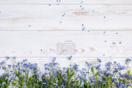 White wooden background with blue flowers of forget-me-nots