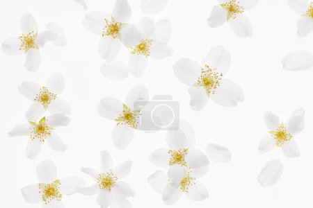 Foto de Fondo de flores blancas. Flores de jazmín sobre fondo blanco - Imagen libre de derechos