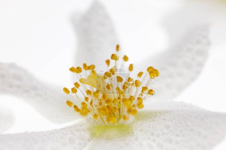 Foto de Macro de una flor de jazmín cubierta con gotas de rocío sobre un fondo blanco, enfoque en el estambre, vista de cerca - Imagen libre de derechos