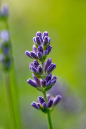 Blooming lavender flower on a green background, macro
