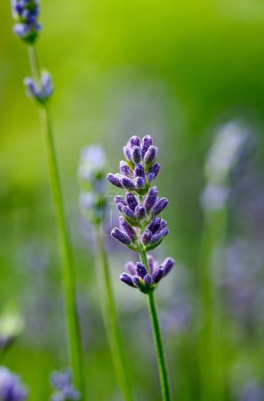 Blooming lavender flowers on a green background, macro