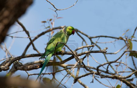 rose ringed parakeet perched on a tree - green parrot