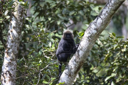 Foto de Nilgiri langur - mono sentado en una rama de árbol - Imagen libre de derechos