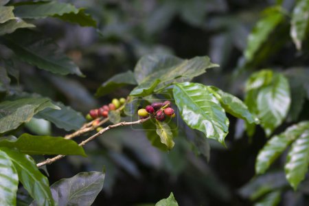Foto de Vista de cerca de granos de café o frutas de café o cerezas de café - Imagen libre de derechos