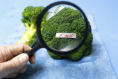 Examining a broccoli with a magnifying glass for bacteria, e coli food poisoning hoodie #629408676