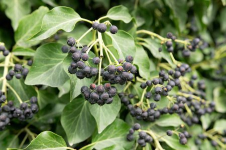  Wild ivy with seeds and ripe fruits
