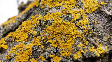 Photo for Yellow lichen, xanthoria parietina, on the dry branch of the fruit tree - Royalty Free Image