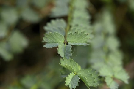 Selektiver Fokus auf die Blätter der Poterium sanguisorba Lesser Pimpernel Pflanze