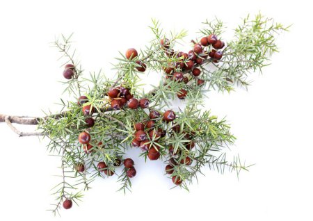 juniper branch with fruits on isolated white background