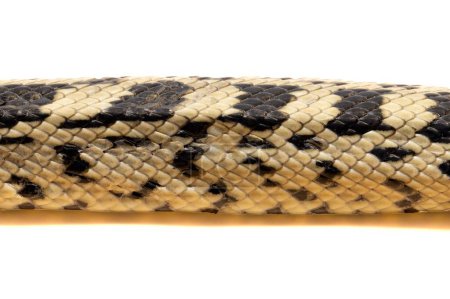 Foto de Piel de una serpiente escalera aislada sobre fondo blanco - Imagen libre de derechos
