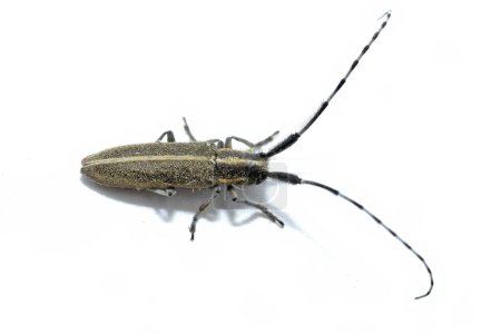 cerambycidae