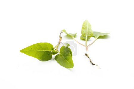 Sprouted cuttings of the Mirabilis jalapa, the marvel of Peru, Don Diego plant at night, gallant at night, studio photo, isolated on white background