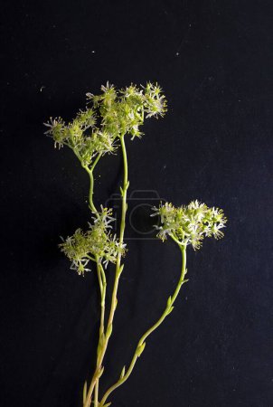 Photo for Showing to the camera, one sedum sediforme plant whit flower, crassulaceae, isolated on black background - Royalty Free Image