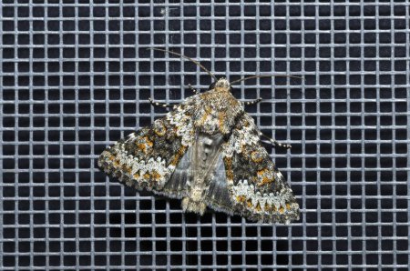 Hecatera dysodea, the small ranunculus moth isolated, top view