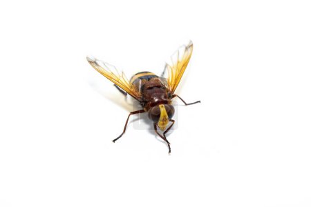 Tabanus, tabano, Hornet mimetische Schwebfliege, volucella zonaria, Studiofotografie, Insekt isoliert auf weißem Hintergrund