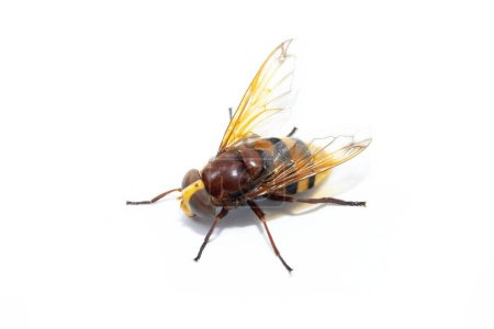 Tabanus, tabano, Hornet mimetische Schwebfliege, volucella zonaria, Studiofotografie, Insekt isoliert auf weißem Hintergrund