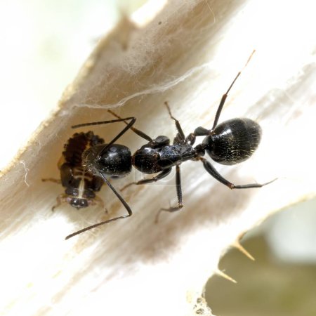 Téléchargez les photos : Une fourmi commune prend soin d'un puceron sur une feuille, macro photographie - en image libre de droit