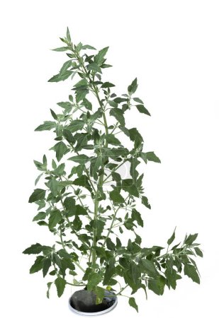 Chenopodium album plant isolated on white background, studio shot