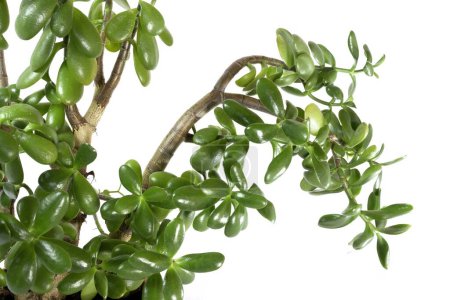 jade plant, lucky plant, money plant or money tree, Crassula ovata, una planta suculenta original para su hogar, trompa de elefante, plano de estudio aislado sobre fondo blanco