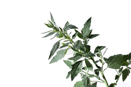 henopodium album plant isolated on white background, studio shot
