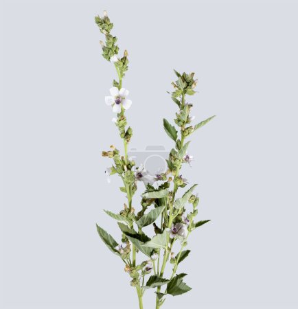 Althaea officinalis, die Sumpfmalven- oder Eibisch-Pflanze isoliert auf grauem Hintergrund, Studioaufnahme