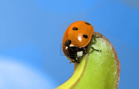 A ladybug, Coccinella septempunctata perches on a green leaf. outdoor photo isolated on blue background