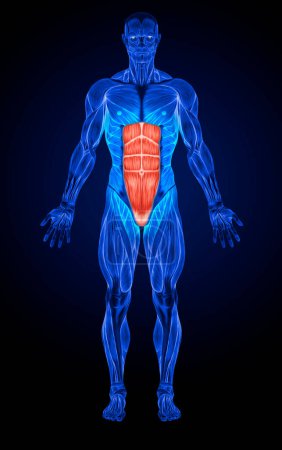 Foto de Recto Abdominis Músculos abdominales Anatomía Músculos Rayos X - Imagen libre de derechos