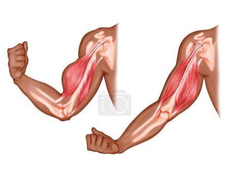 Photo for Movement Arm Hand Muscles Anatomy - Royalty Free Image