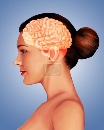 Ilustración de anatomía médica del cerebro humano 